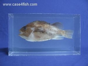Foto Galerie/Perciformes/Cottoidei/Cyclopterus lumpus/Cyclopterus lumpus_01_S.jpg